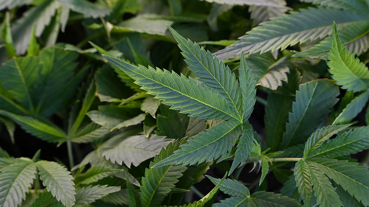 trump-considers-reclassifying-marijuana-as-less-dangerous-drug:-report